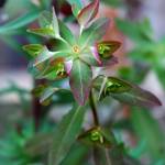 Fotografia 1 da espécie Euphorbia dulcis do Jardim Botânico UTAD