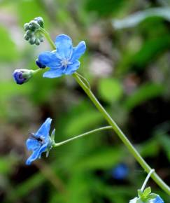 Fotografia da espécie Omphalodes nitida