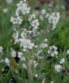 Fotografia da espécie Omphalodes linifolia