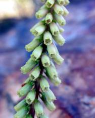 Fotografia da espécie Umbilicus heylandianus