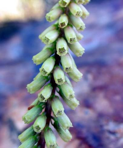 Fotografia de capa Umbilicus heylandianus - do Jardim Botânico