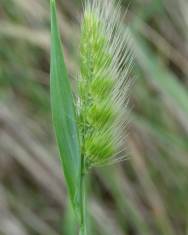 Fotografia da espécie Cynosurus echinatus