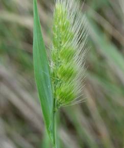 Fotografia da espécie Cynosurus echinatus