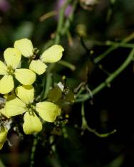 Fotografia da espécie Coincya monensis subesp. cheiranthos var. cheiranthos