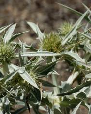 Fotografia da espécie Eryngium campestre