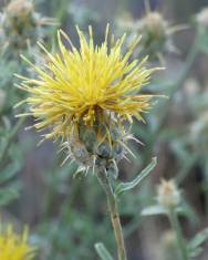 Fotografia da espécie Centaurea ornata