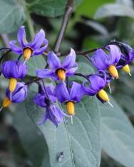 Fotografia da espécie Solanum dulcamara