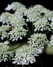 Fotografia da espécie Chaerophyllum aureum