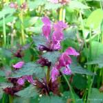 Fotografia 1 da espécie Lamium maculatum do Jardim Botânico UTAD