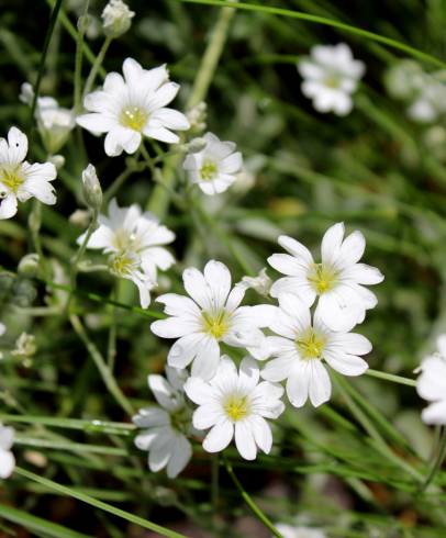 Fotografia de capa Cerastium tomentosum - do Jardim Botânico