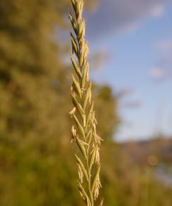 Fotografia da espécie Elymus repens