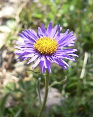 Fotografia da espécie Aster alpinus