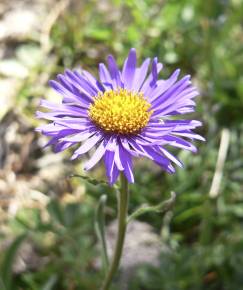 Fotografia da espécie Aster alpinus