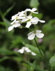 Arabidopsis cebennesis