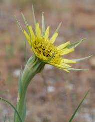 Tragopogon dubius