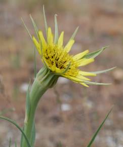 Fotografia da espécie Tragopogon dubius