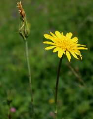 Tragopogon pratensis