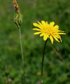 Fotografia da espécie Tragopogon pratensis