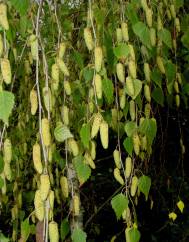 Betula alba