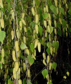 Fotografia da espécie Betula alba