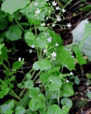 Fotografia da espécie Saxifraga rotundifolia subesp. rotundifolia