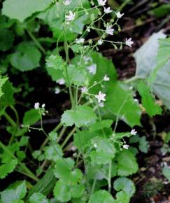 Fotografia da espécie Saxifraga rotundifolia