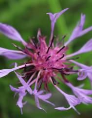 Centaurea triumfetti