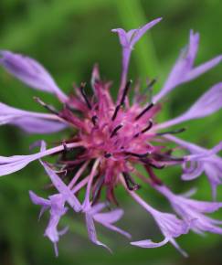 Fotografia da espécie Centaurea triumfetti