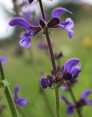 Salvia pratensis