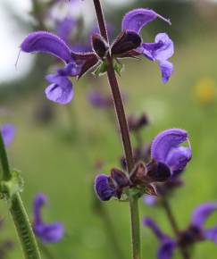 Fotografia da espécie Salvia pratensis