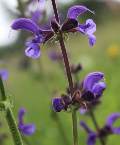 Fotografia de capa Salvia pratensis - do Jardim Botânico