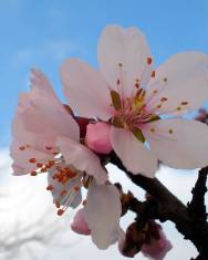 Fotografia da espécie Prunus dulcis