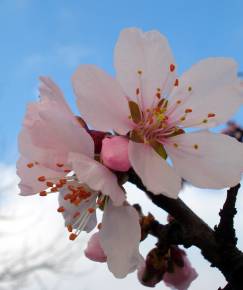 Fotografia da espécie Prunus dulcis