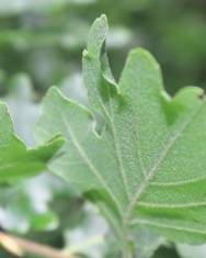 Fotografia da espécie Quercus petraea subesp. petraea