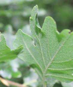 Fotografia da espécie Quercus petraea