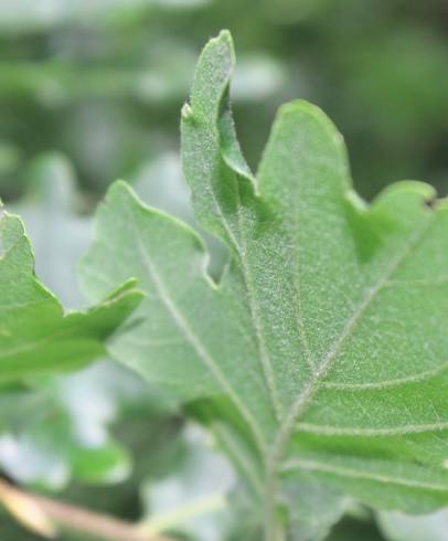 Fotografia de capa Quercus petraea subesp. petraea - do Jardim Botânico