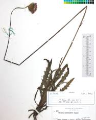 Fotografia da espécie Cirsium welwitschii