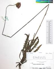 Cirsium welwitschii
