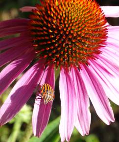 Fotografia da espécie Echinacea purpurea