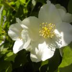 Fotografia 6 da espécie Philadelphus coronarius do Jardim Botânico UTAD