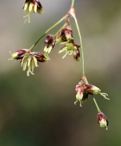 Fotografia de capa Luzula sylvatica subesp. sylvatica - do Jardim Botânico