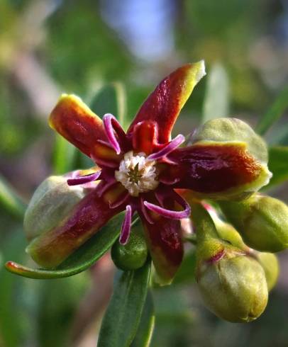 Fotografia de capa Periploca laevigata - do Jardim Botânico