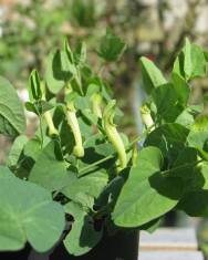 Fotografia da espécie Aristolochia paucinervis