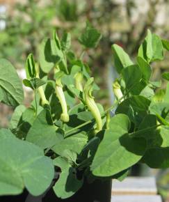 Fotografia da espécie Aristolochia paucinervis