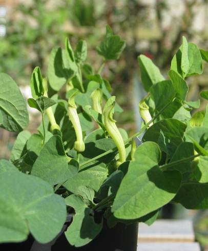 Fotografia de capa Aristolochia paucinervis - do Jardim Botânico