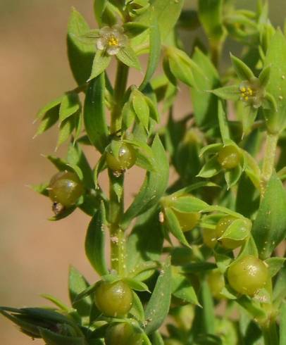 Fotografia de capa Asterolinon linum-stellatum - do Jardim Botânico