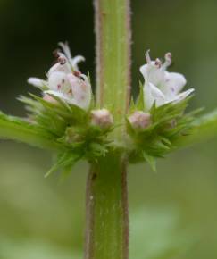 Fotografia da espécie Lycopus europaeus