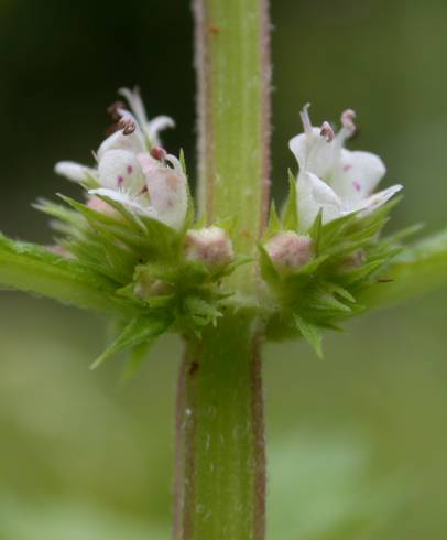 Fotografia de capa Lycopus europaeus - do Jardim Botânico