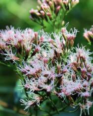 Fotografia da espécie Eupatorium cannabinum subesp. cannabinum