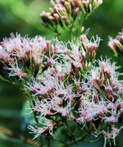 Fotografia da espécie Eupatorium cannabinum